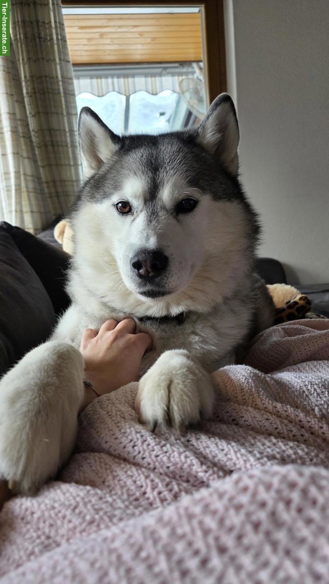 Biete Hundebetreuung / Hundesitter - halb-/ganztags oder über Nacht