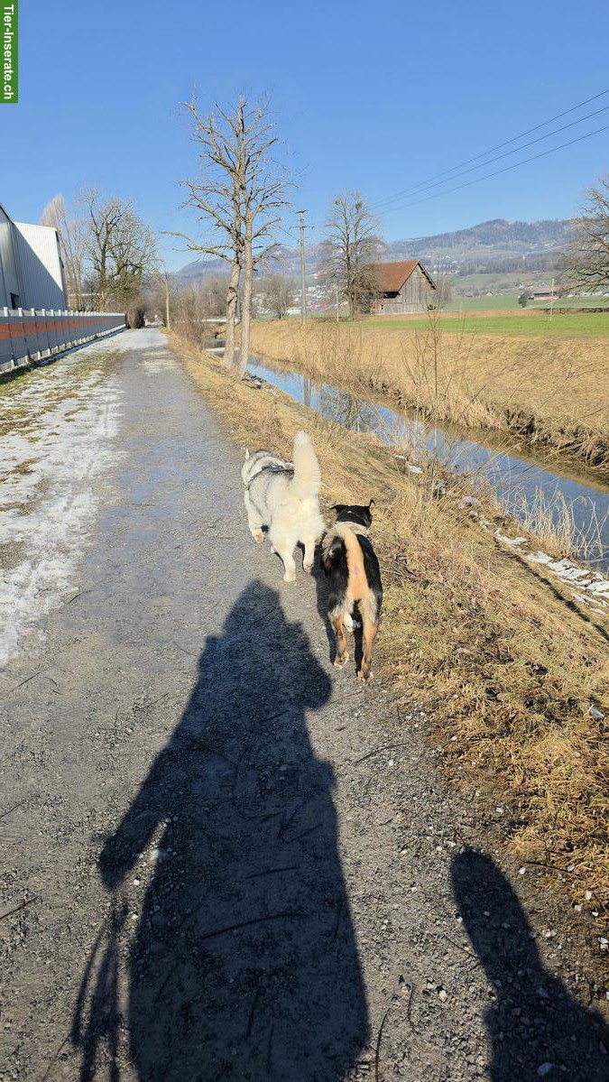 Bild 3: Biete Hundebetreuung / Hundesitter - halb-/ganztags oder über Nacht