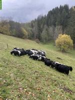 Bio Yak Kühe mit Kalb zu verkaufen