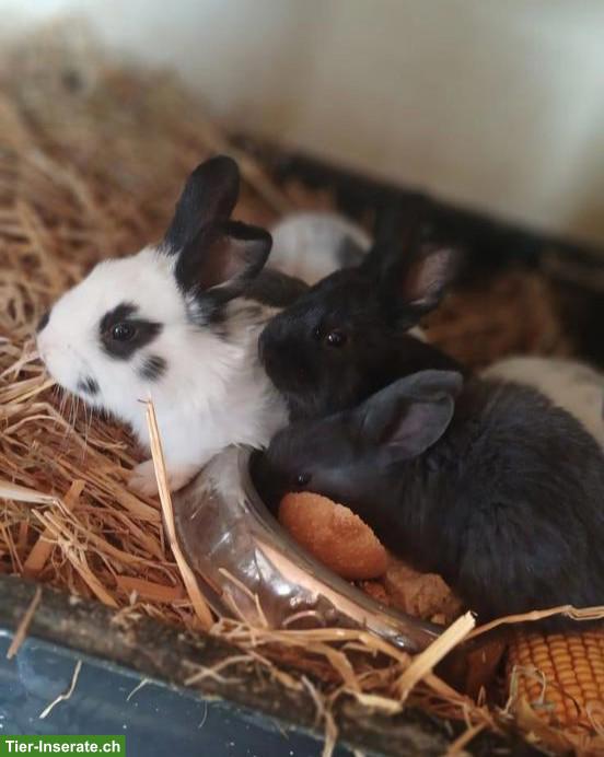 Junge Kaninchen, Schweizer Feh & Schweizer Scheck Mix