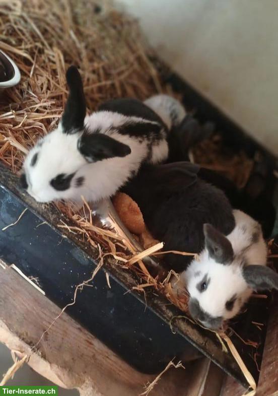 Bild 2: Junge Kaninchen, Schweizer Feh & Schweizer Scheck Mix