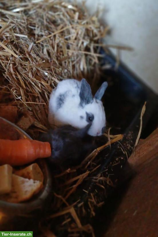 Bild 3: Junge Kaninchen, Schweizer Feh & Schweizer Scheck Mix