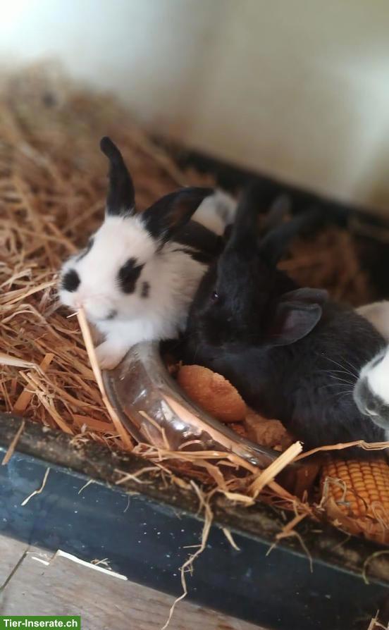 Bild 4: Junge Kaninchen, Schweizer Feh & Schweizer Scheck Mix