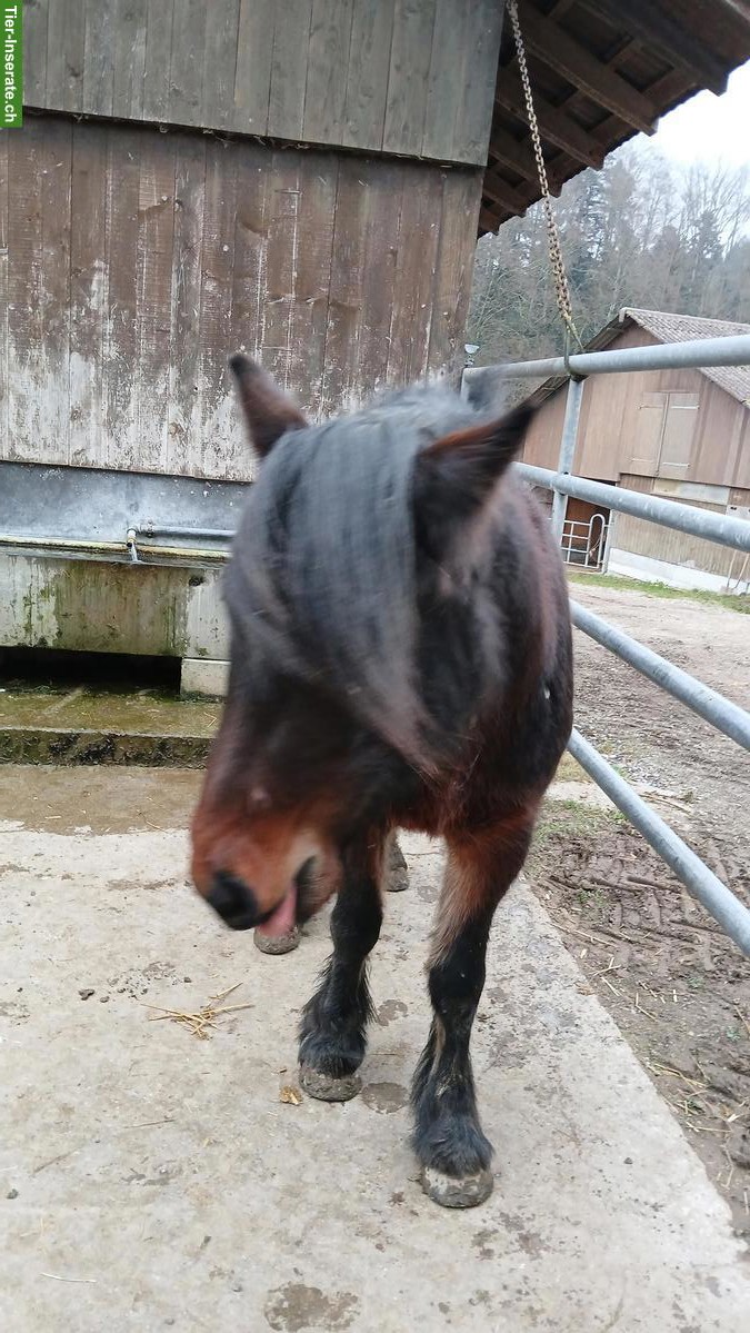 Bild 3: Fellpony Wallach, 3 Jahre alt, menschenbezogen
