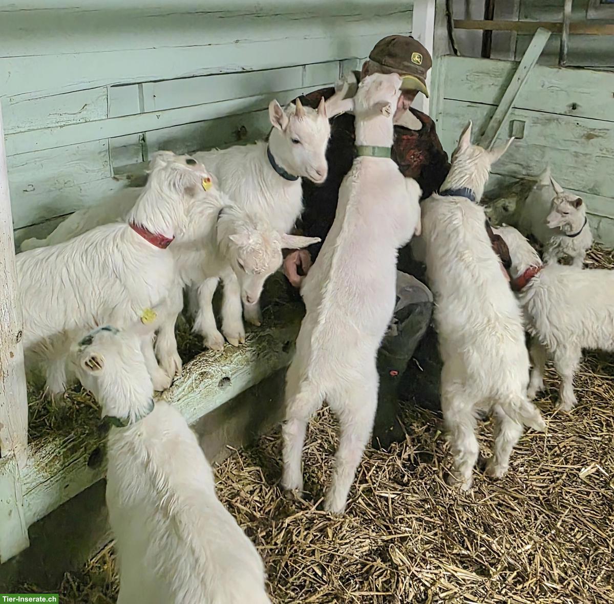 Reinrassige Appenzeller Gitzi zu verkaufen