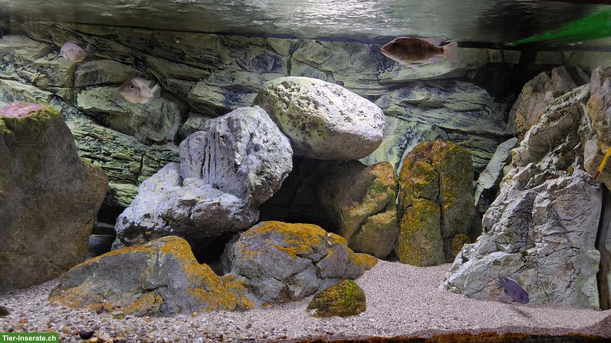 Bild 4: Rockzolid Riverstone, Back to Nature, Aquarium Deko