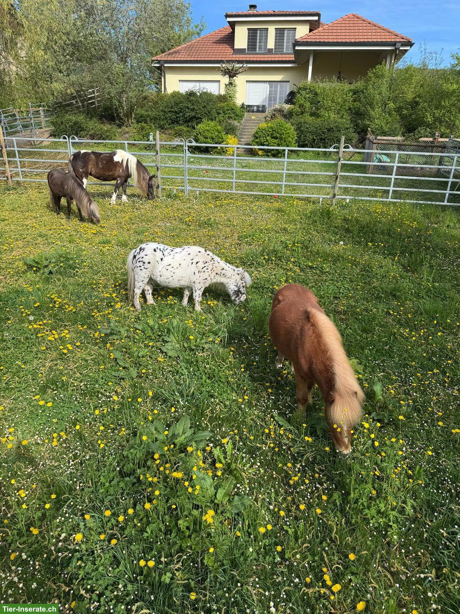 Pflegebeteiligung/Spazierbeteiligung für Mini Shettys, Löhningen SH
