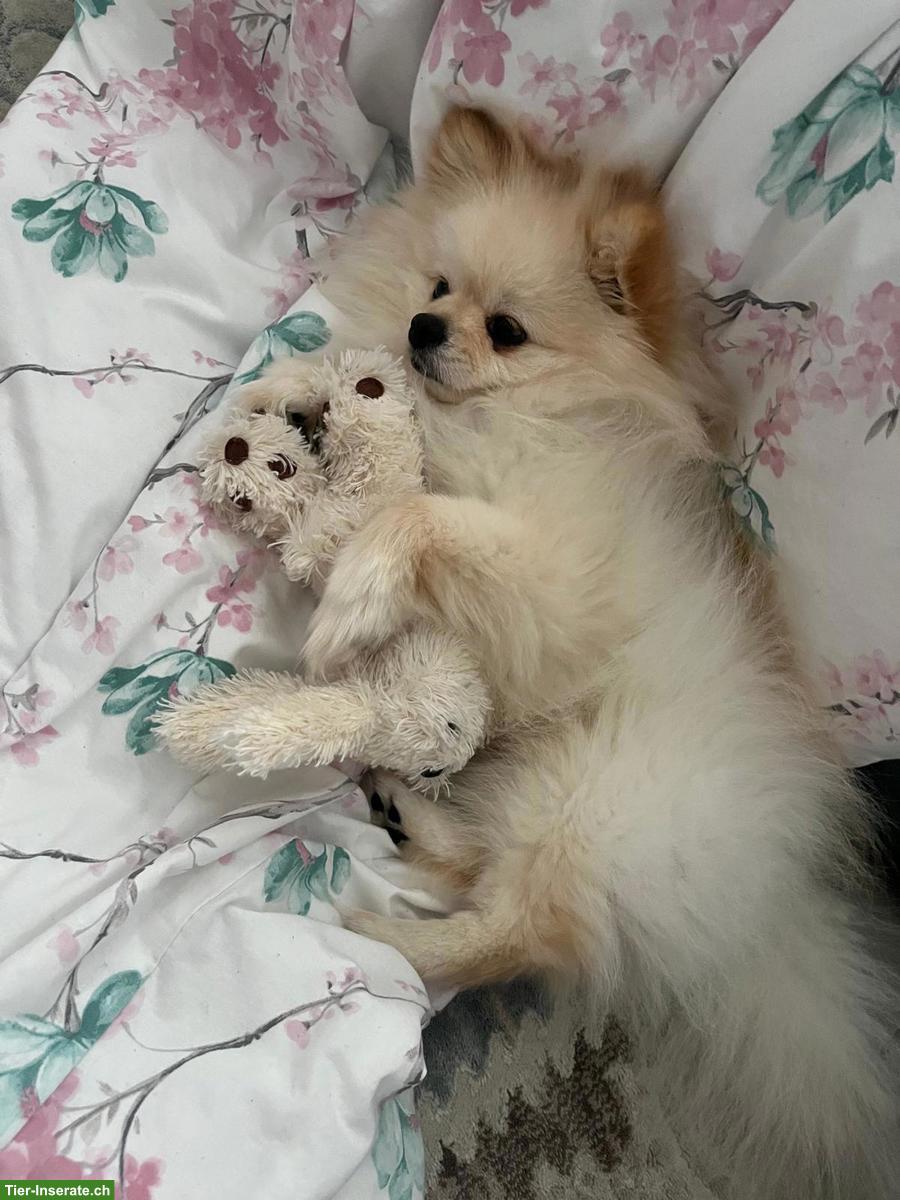 2-jähriger Zwergspitz Rüde sucht neues Zuhause