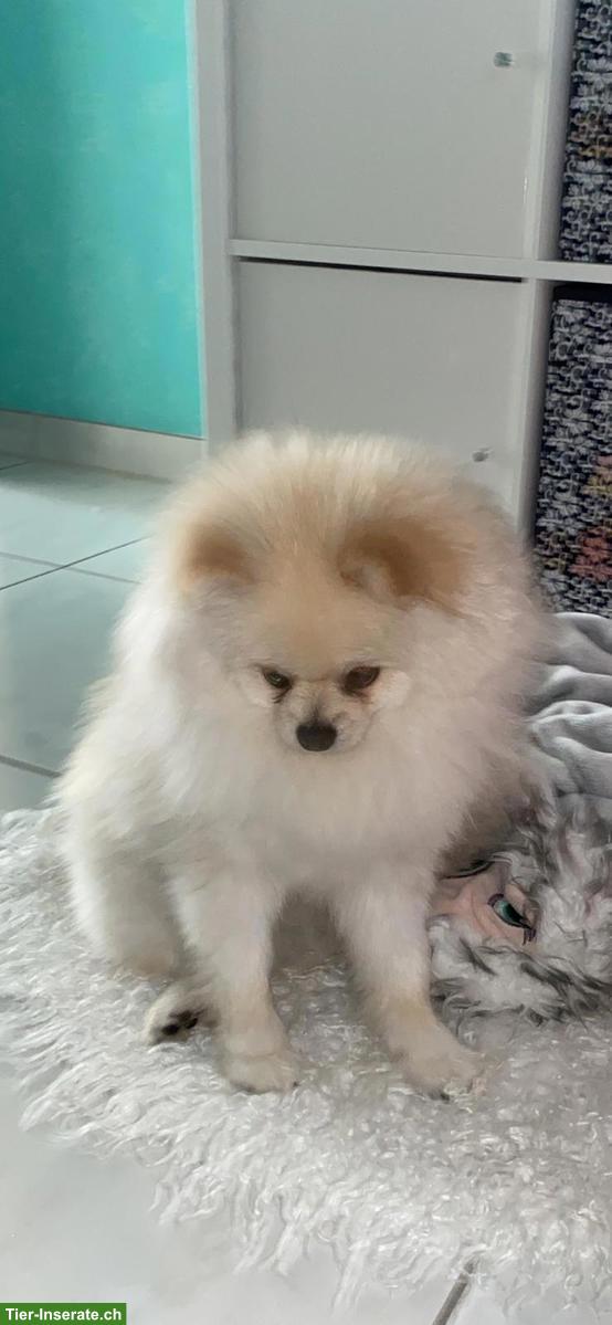 Bild 2: 2-jähriger Zwergspitz Rüde sucht neues Zuhause