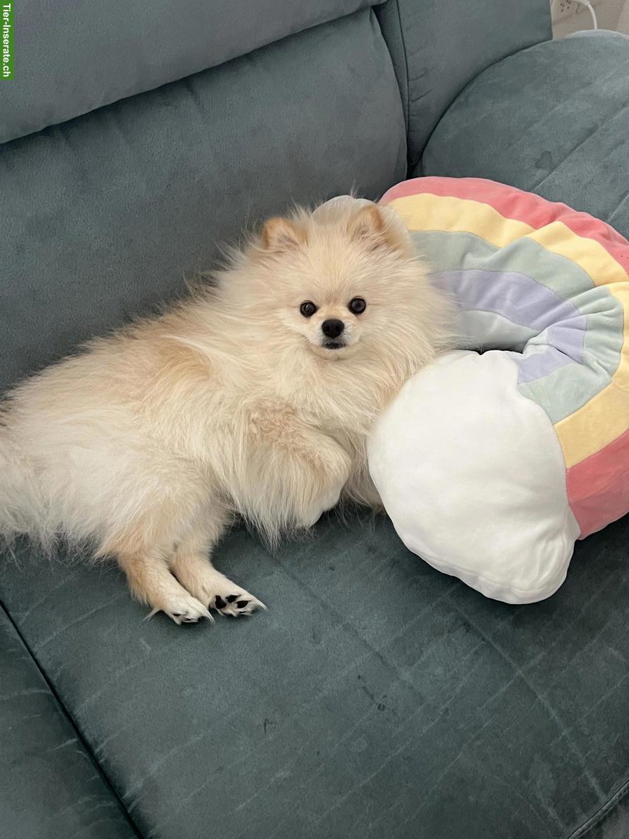 Bild 4: 2-jähriger Zwergspitz Rüde sucht neues Zuhause