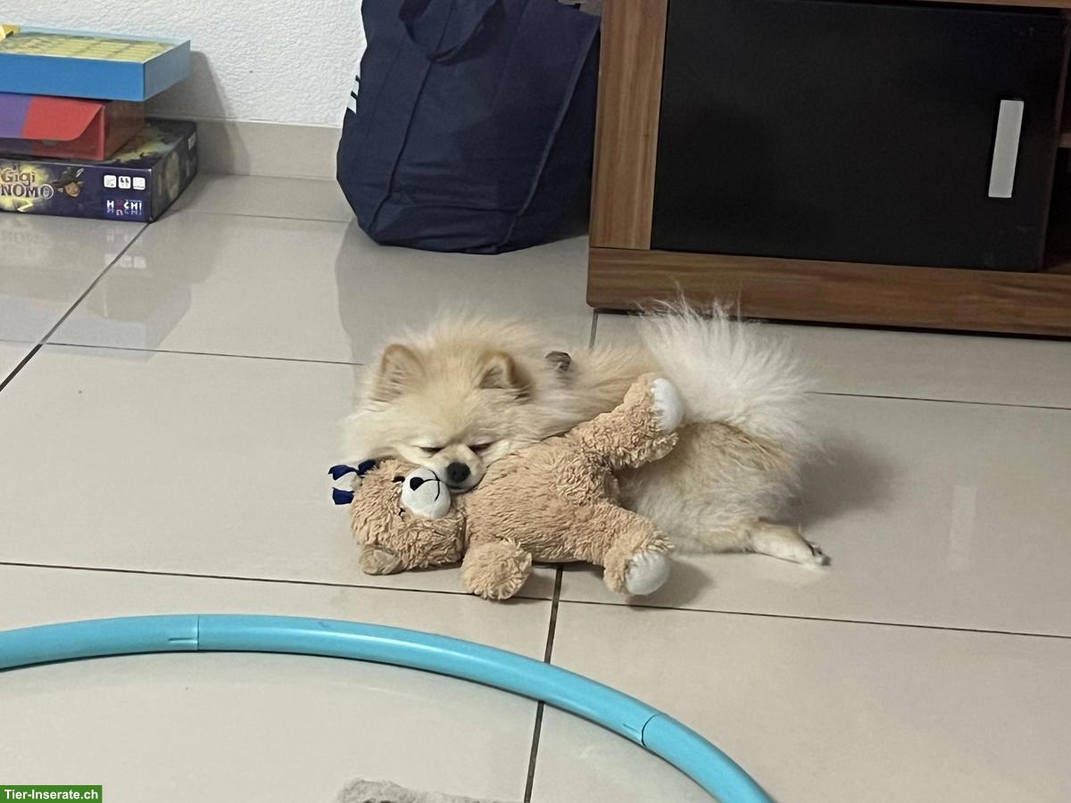 Bild 5: 2-jähriger Zwergspitz Rüde sucht neues Zuhause