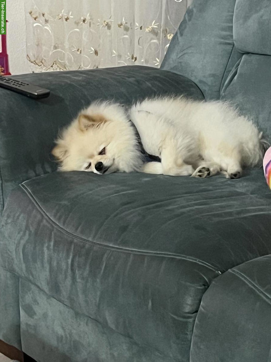 Bild 7: 2-jähriger Zwergspitz Rüde sucht neues Zuhause