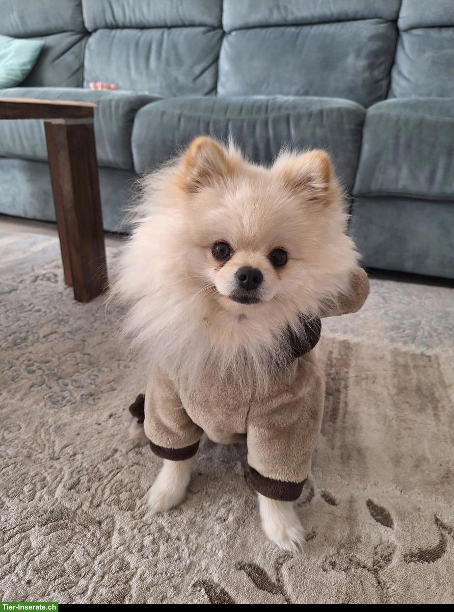 Bild 8: 2-jähriger Zwergspitz Rüde sucht neues Zuhause