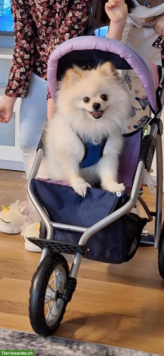 Bild 9: 2-jähriger Zwergspitz Rüde sucht neues Zuhause