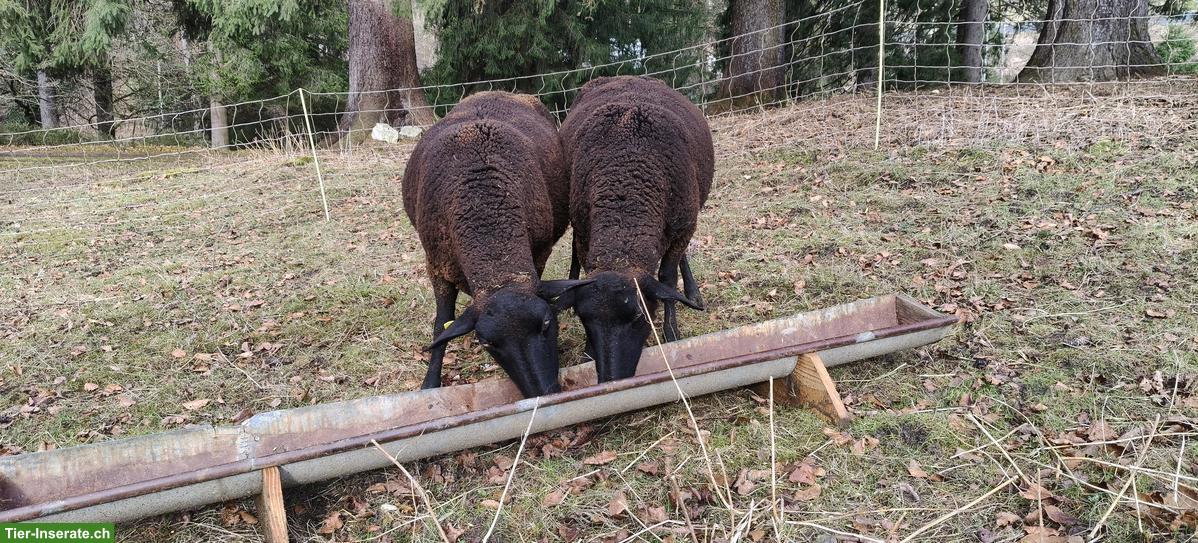 SBS Auen zu verkaufen