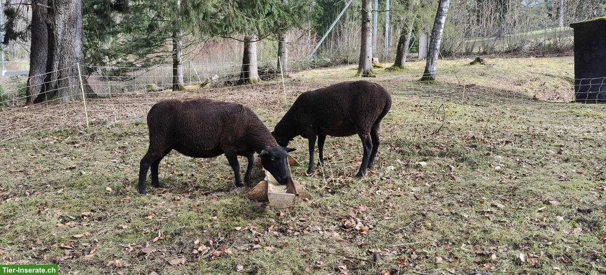 Bild 2: SBS Auen zu verkaufen