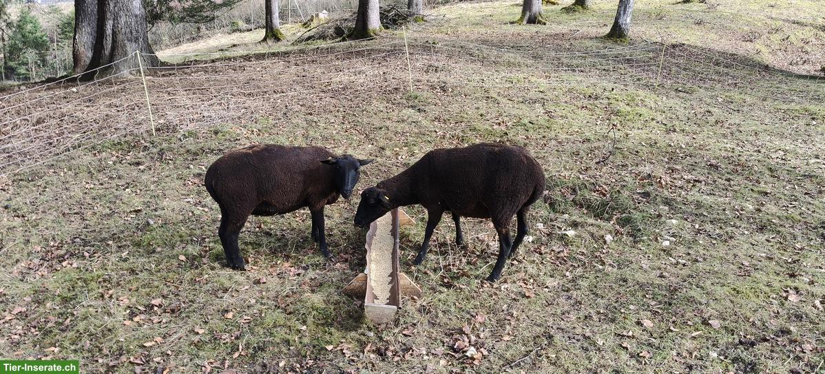 Bild 4: SBS Auen zu verkaufen