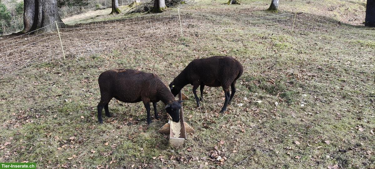 Bild 5: SBS Auen zu verkaufen