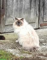 Deckkater Heilige Birma x Maine Coon