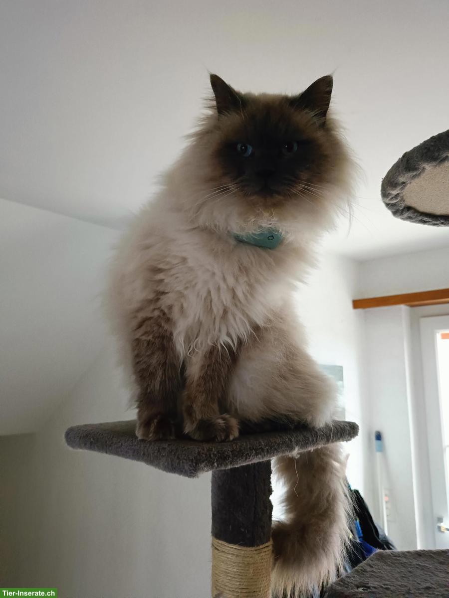 Bild 2: Deckkater Heilige Birma x Maine Coon