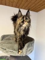 Maine Coon Katze für Liebhaber oder Zucht