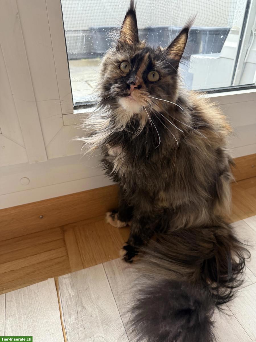 Bild 2: Maine Coon Katze für Liebhaber oder Zucht