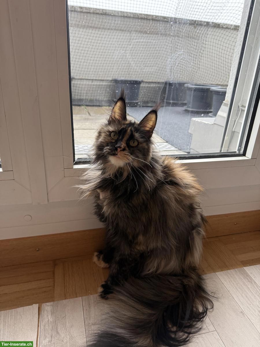 Bild 3: Maine Coon Katze für Liebhaber oder Zucht