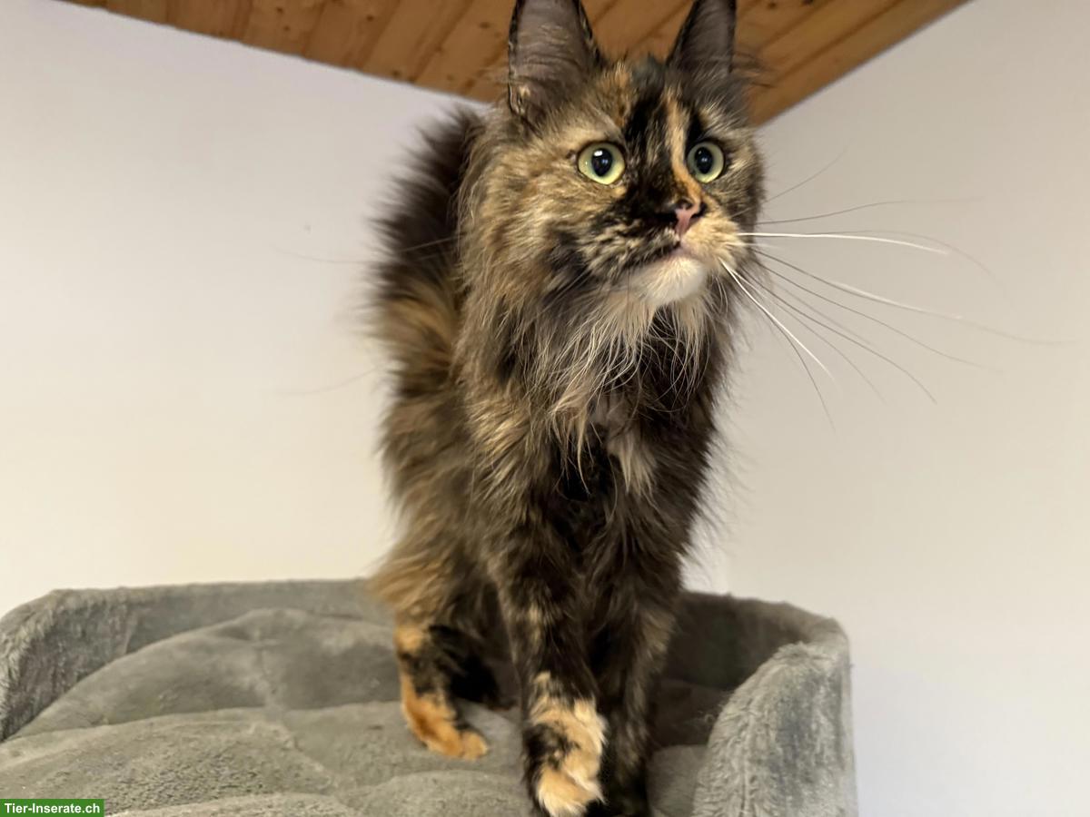 Bild 5: Maine Coon Katze für Liebhaber oder Zucht