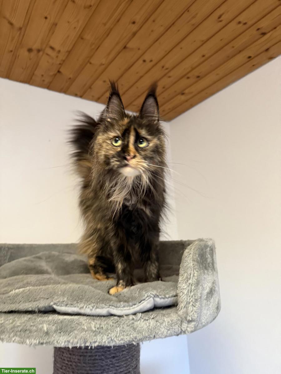 Bild 6: Maine Coon Katze für Liebhaber oder Zucht