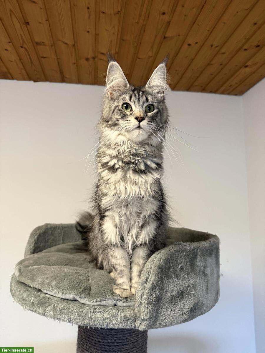 Maine Coon Katze, Black Silver Tabby, Liebhaber oder Zucht