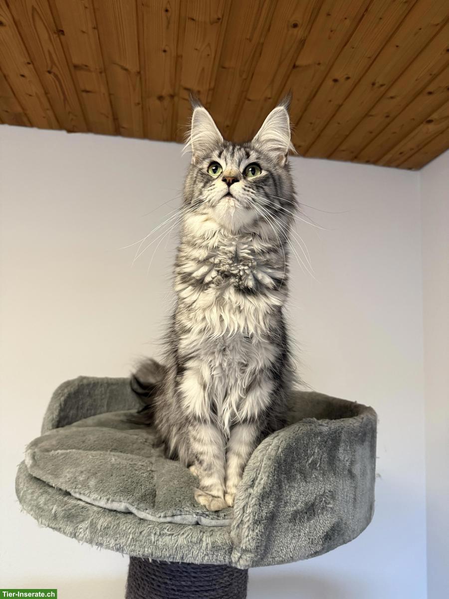 Bild 10: Maine Coon Katze, Black Silver Tabby, Liebhaber oder Zucht