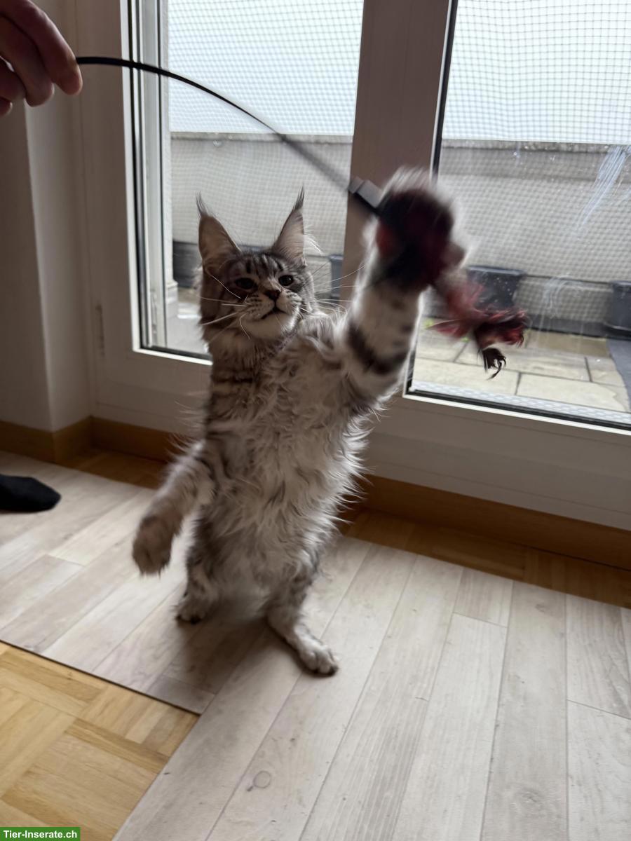 Bild 2: Maine Coon Katze, Black Silver Tabby, Liebhaber oder Zucht