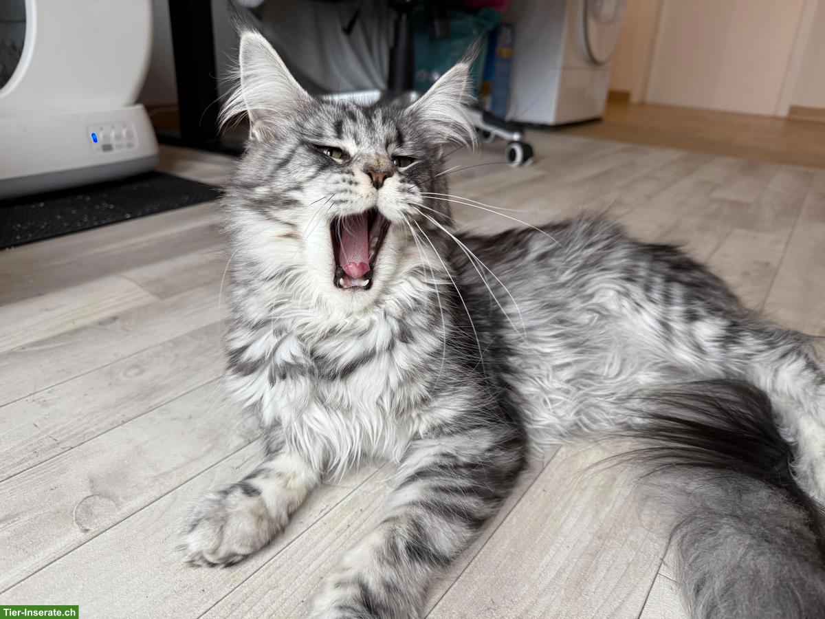Bild 3: Maine Coon Katze, Black Silver Tabby, Liebhaber oder Zucht