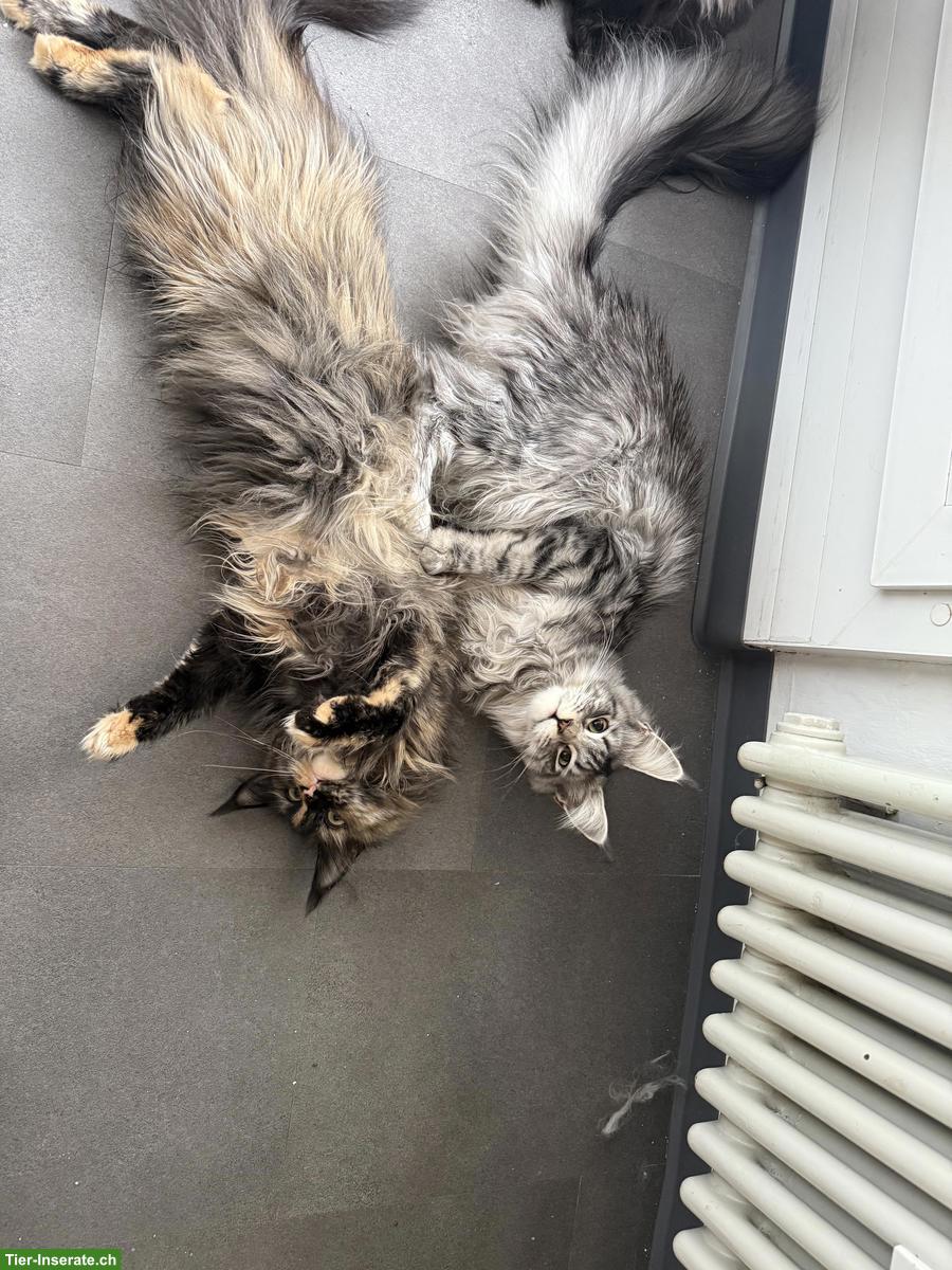 Bild 4: Maine Coon Katze, Black Silver Tabby, Liebhaber oder Zucht