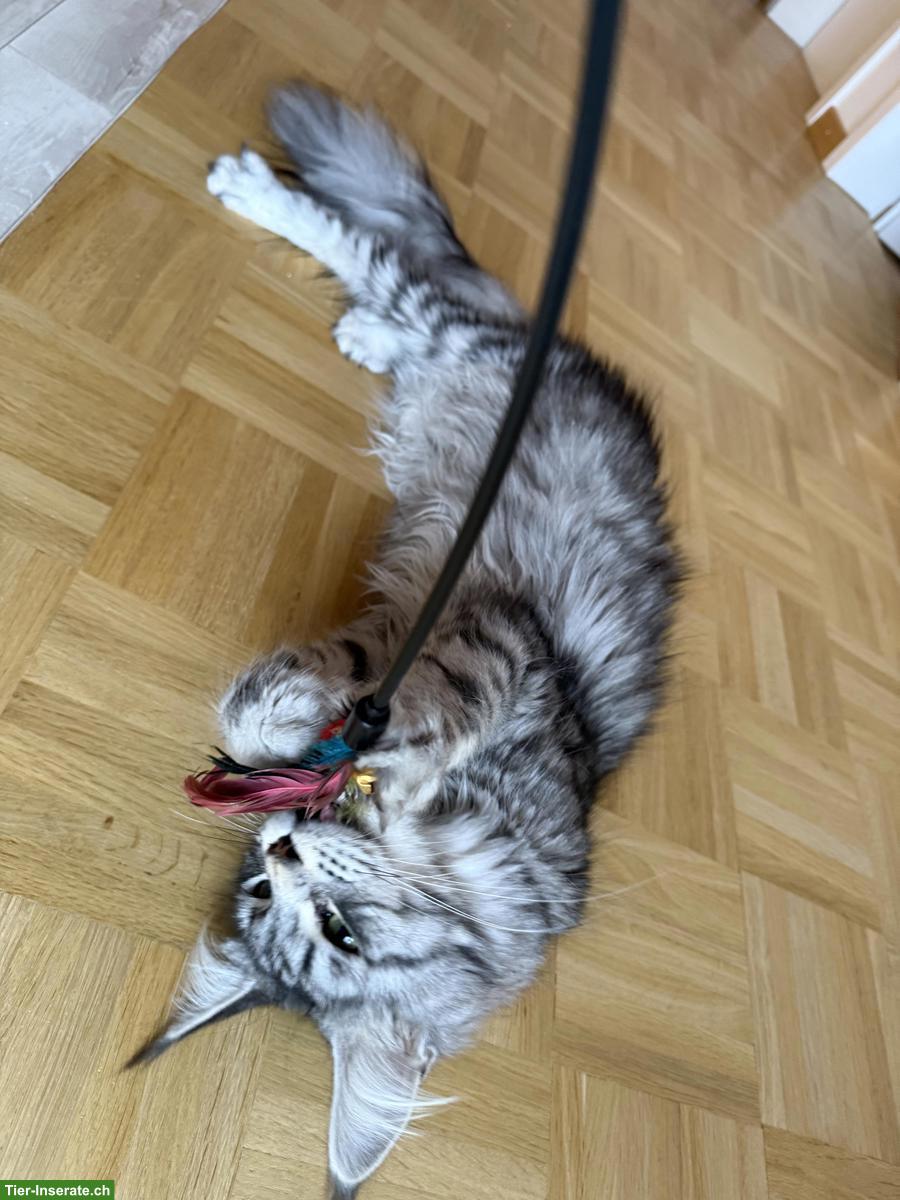 Bild 6: Maine Coon Katze, Black Silver Tabby, Liebhaber oder Zucht