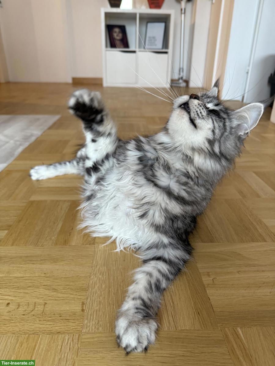 Bild 7: Maine Coon Katze, Black Silver Tabby, Liebhaber oder Zucht