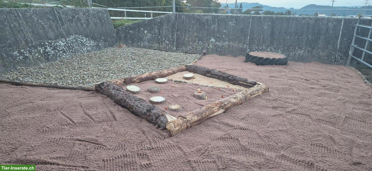 Freier Offenstall-Platz für Stute in Gurzelen BE