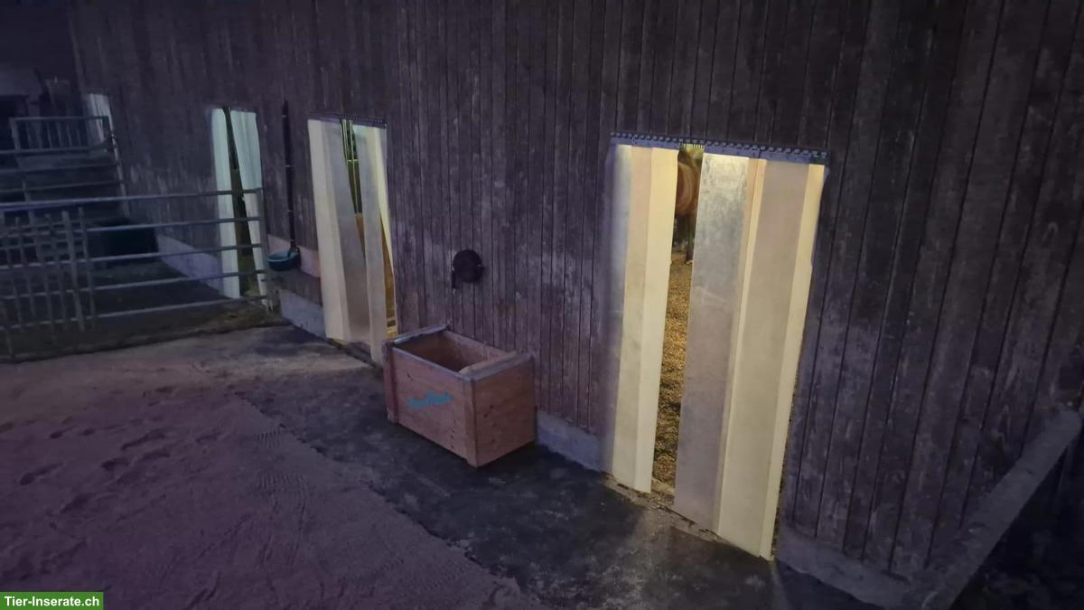 Bild 2: Freier Offenstall-Platz für Stute in Gurzelen BE