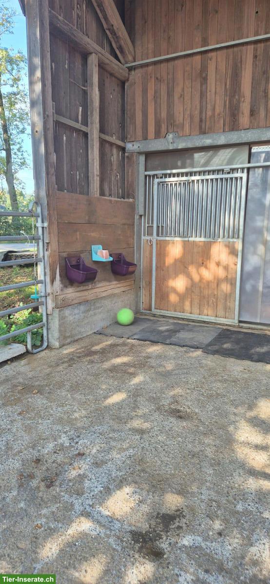 Bild 3: Freier Offenstall-Platz für Stute in Gurzelen BE