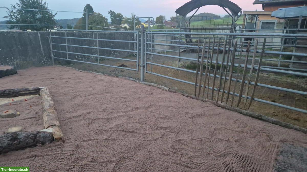 Bild 4: Freier Offenstall-Platz für Stute in Gurzelen BE