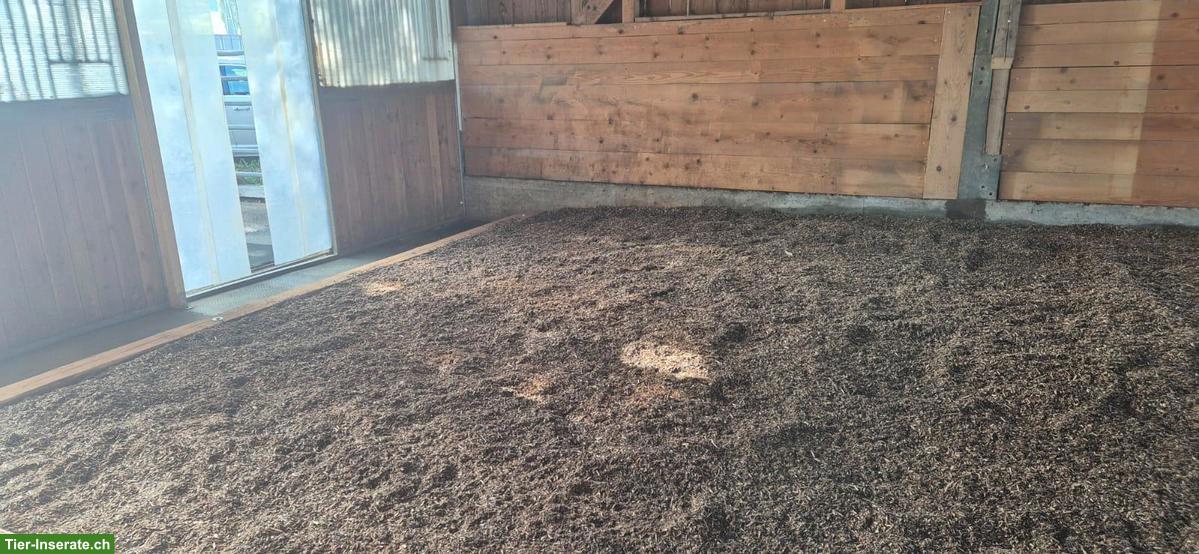 Bild 6: Freier Offenstall-Platz für Stute im Gürbetal