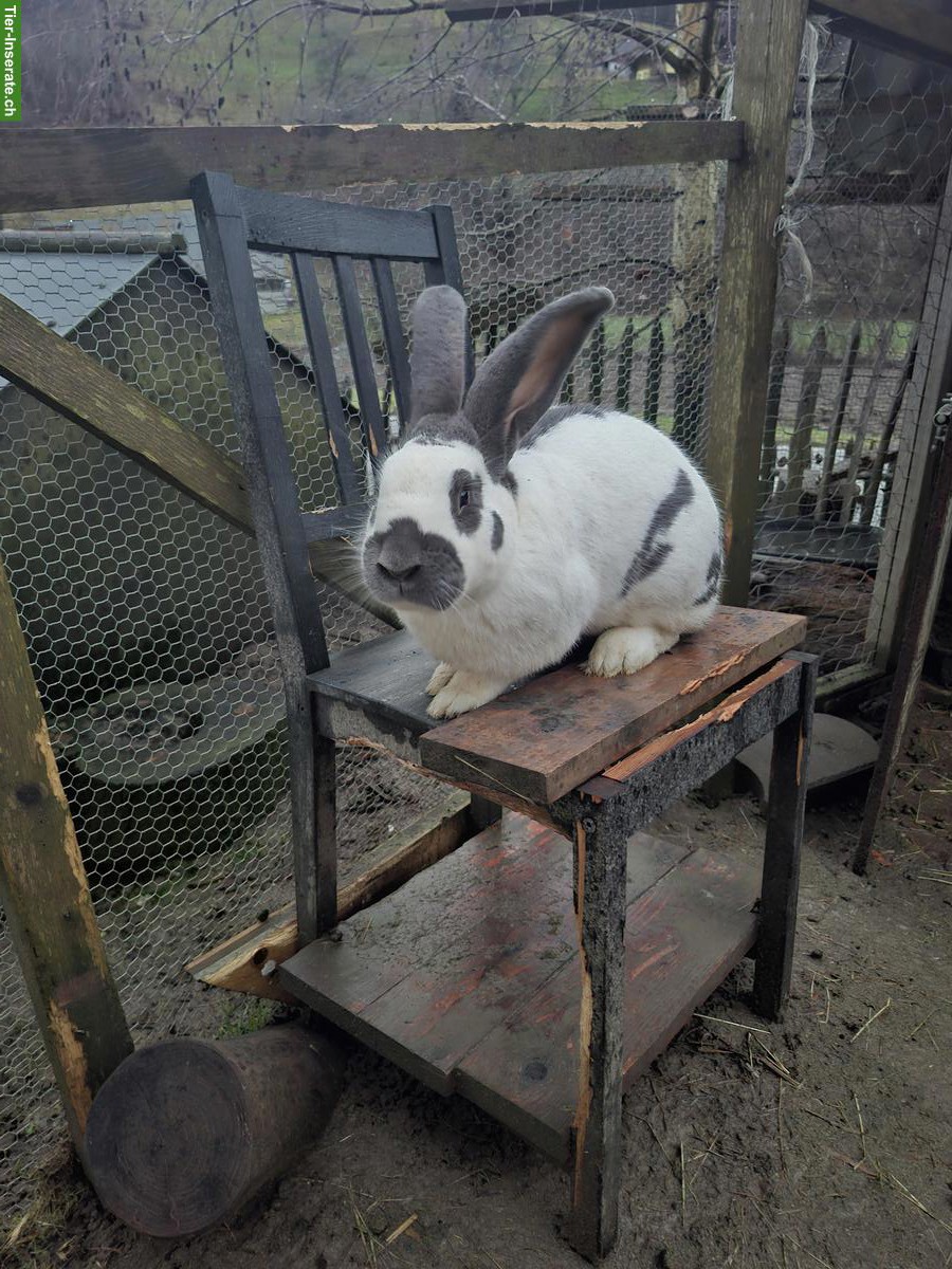 Bild 2: Schweizer Schecken Zuchtkaninchen Bock
