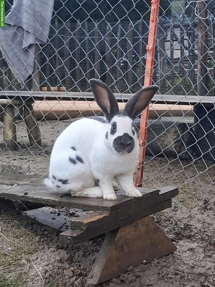 Bild 3: Schweizer Schecken Zuchtkaninchen Bock