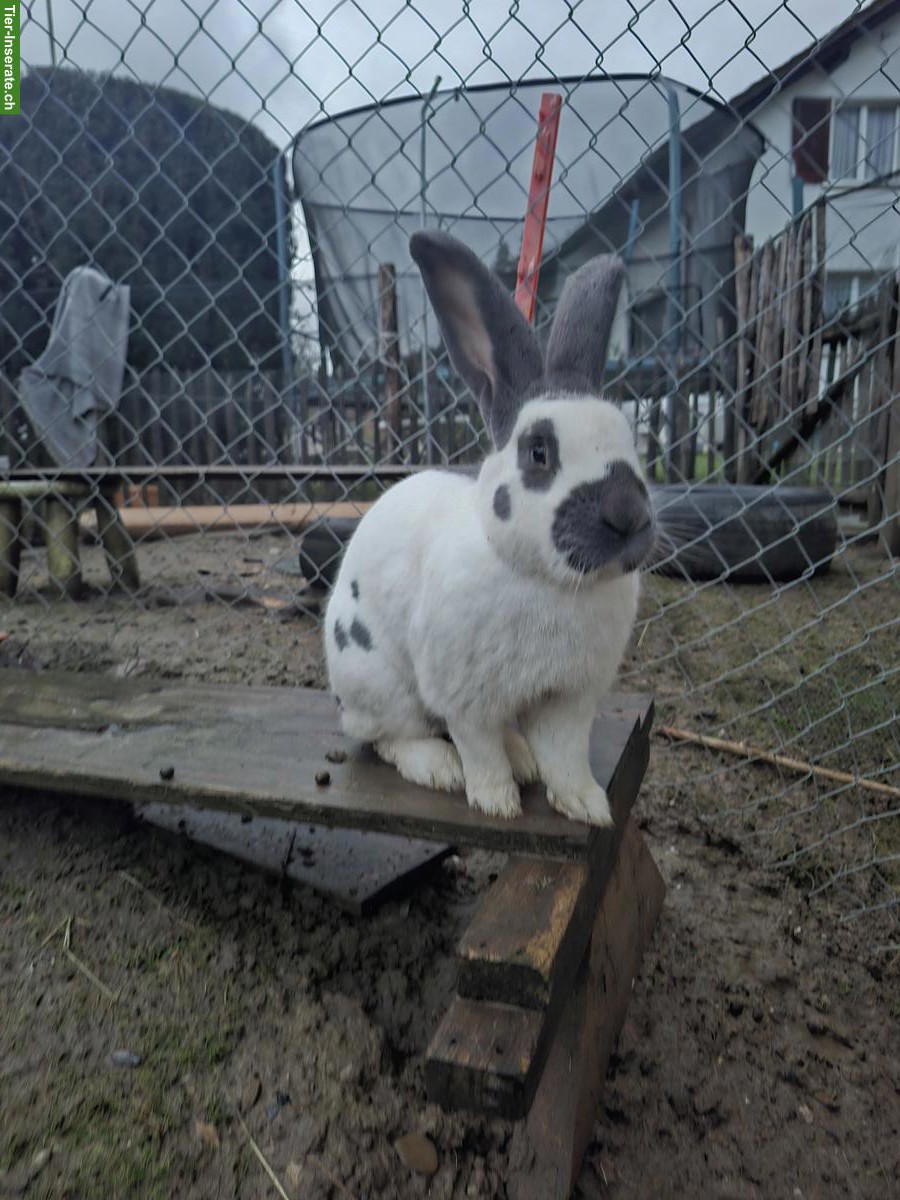 Bild 4: Schweizer Schecken Zuchtkaninchen Bock