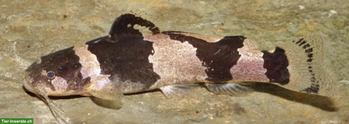 Harlekinwels zu verkaufen