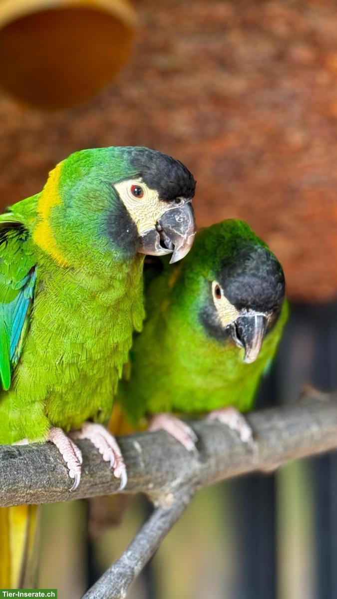 Bild 2: 3 junge Goldnackenaras (2.1) zu verkaufen