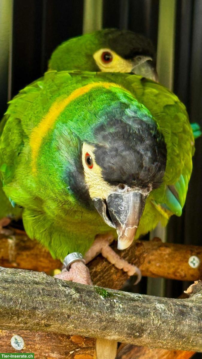 Bild 3: 3 junge Goldnackenaras (2.1) zu verkaufen