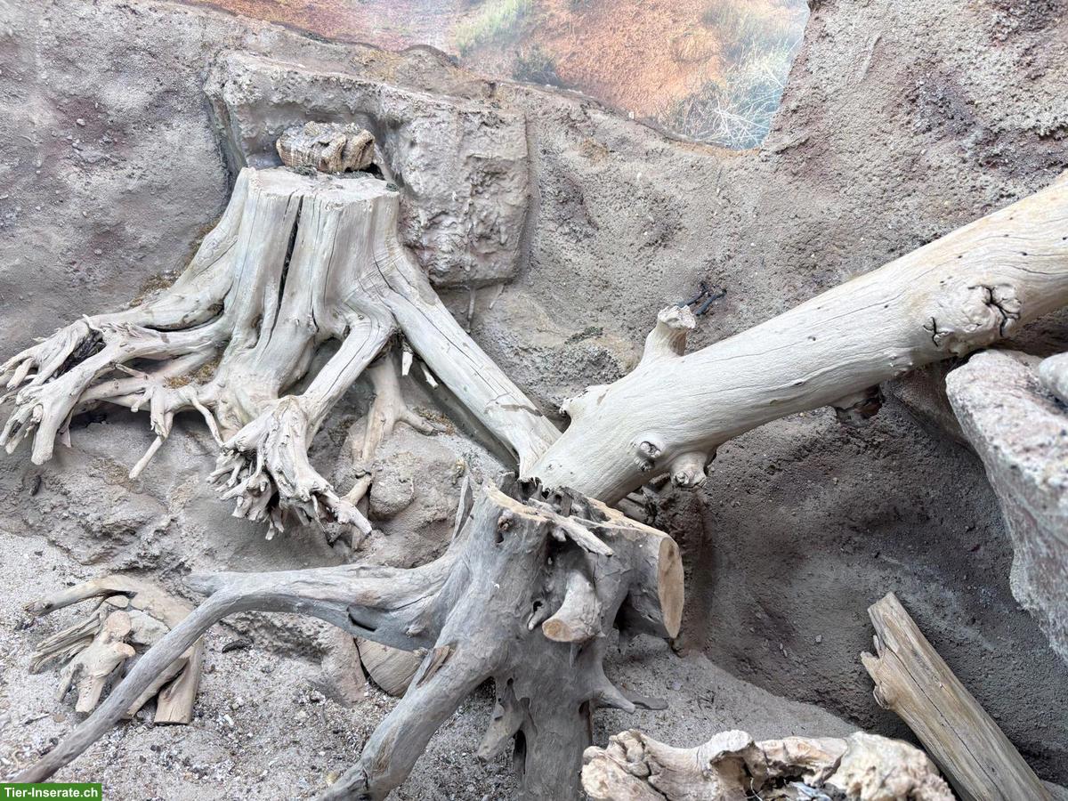 Bild 3: Wüstenterrarium zu verkaufen