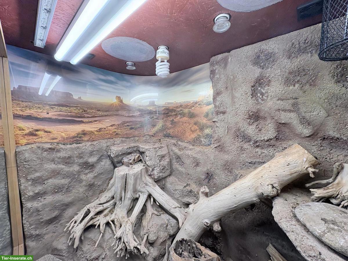 Bild 4: Wüstenterrarium zu verkaufen