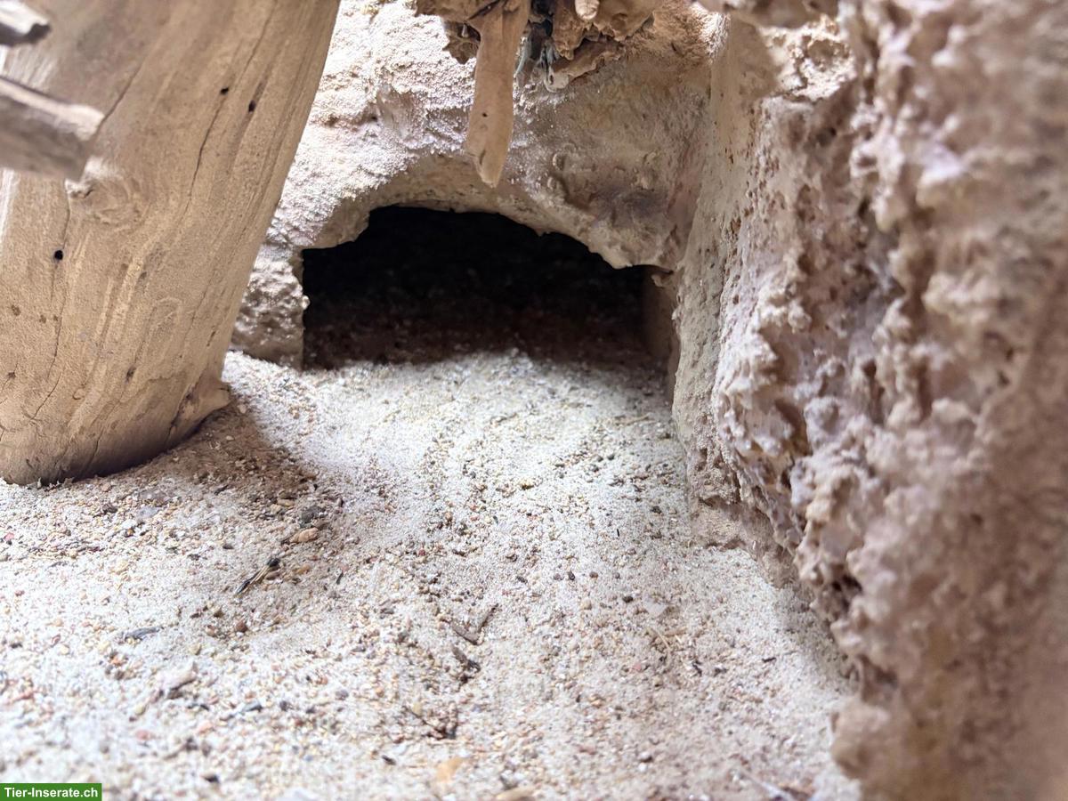 Bild 5: Wüstenterrarium zu verkaufen